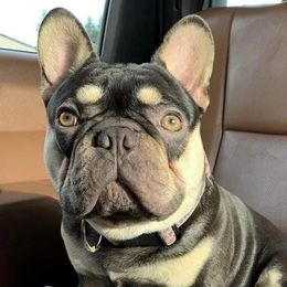 Dahlia Dawgs Willy - French Bulldog