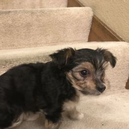 "Brain" Biewer Terrier and Yorkshire Terrier Puppies from NorCal Terrier Kennel