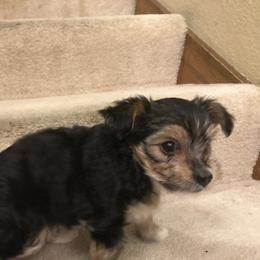 "Brain" Biewer Terrier and Yorkshire Terrier Puppies from NorCal Terrier Kennel