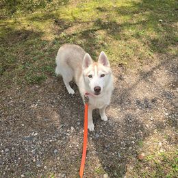 Rosie - Dark Pink Collar - Red and white female Siberian Husky puppy in Tomahawk, Wisconsin from Lunter's Heaven Huskies