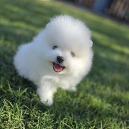 Leonardo - White male Pomeranian puppy in Anna, Texas from Fantasy Pomeranians & Fantasy Aussies