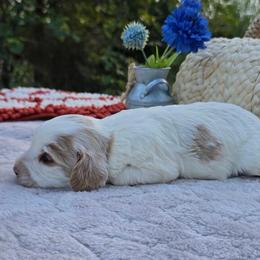 Hunter - Apricot male Cavapoo puppy in Hopkins, Missouri from Mowry Creek Mini Aussiedoodles and More