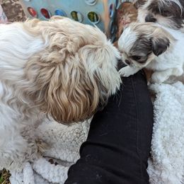 Shih Tzu Puppies from We Shih Tzu Not!
