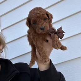 Boy 4 - male Poodle puppy in Mint Hill, North Carolina from DoodleForever