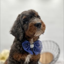 Granger - Furnished - male Golden Mountain Doodle puppy in Ocala, Florida from Bernedoodles of Florida
