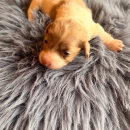 Minnie - Dapple female Dachshund puppy in Magnolia, Texas from Carrie’s Countryside Dachshunds