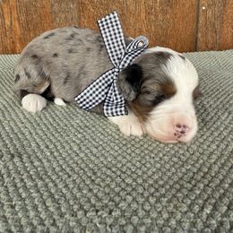 Burrow - Blue merle male Aussiedoodle puppy in Eastland, Texas from H5 Mini Doodles