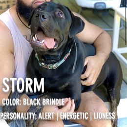 Storm - Cane Corso