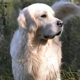Golden Retrievers from Creek's Edge Goldens