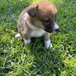 Brooklyn (AKC) - Red female Pembroke Welsh Corgi puppy in Loma Linda, California from Osorio’s Corgis