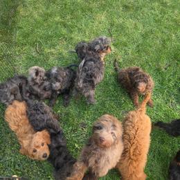 Golden Mountain Doodle puppies from Nesting Dolls