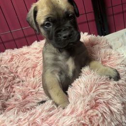 Yamaha - Fawn female Bullmastiff puppy in South Attleboro, Massachusetts from Bessettes Bullies