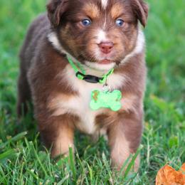 Kinsey red tri female with thin white collar - Red tri-color female Australian Shepherd puppy in Cookeville, Tennessee from Spring Creek Aussies