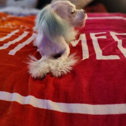 Maltese Puppies from Silver & Sapphire's Designer Puppies