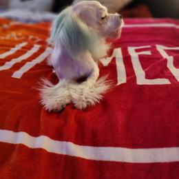 Maltese Puppies from Silver & Sapphire's Designer Puppies
