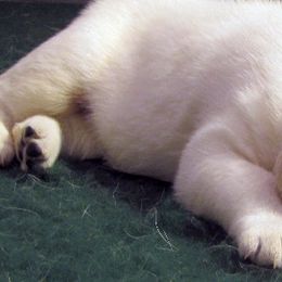 Labrador Retriever Puppies from Barefoot Labradors