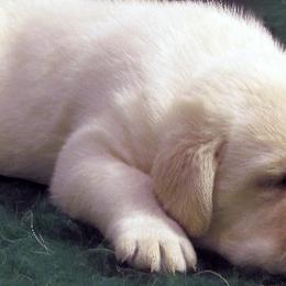 Labrador Retriever Puppies from Barefoot Labradors