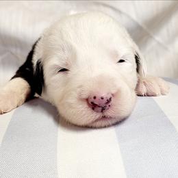 Purple collar - Gray and white female Old English Sheepdog puppy in Smallett, Missouri from Chasin Angus Sheepdogs