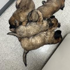 Leonberger Puppies from Magnolia Leos