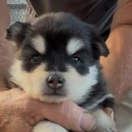 Jenny - Black and white female Pomsky puppy in Spring Hill, Florida from PDQ Pomskies