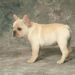 French Bulldog Puppies from Kennel Concharty