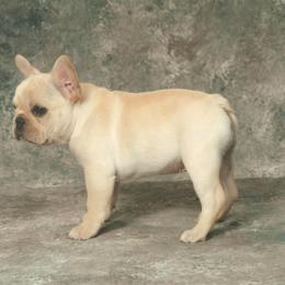 French Bulldog Puppies from Kennel Concharty