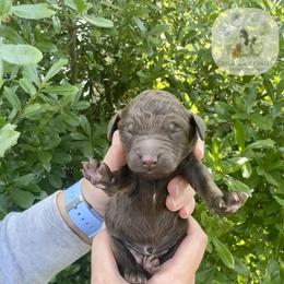 Brown abstract male - Brown male Poodle puppy in Jacksonville, Florida from Creek Side Kennels