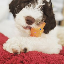 Australian Labradoodles from Glacier Peak Labradoodles