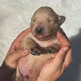 Boy 2 - Golden male Golden Retriever puppy in Plant City, Florida from All shades Golden