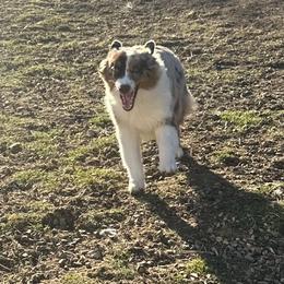 Luffy - Red merle male Australian Shepherd puppy in Terrebonne, Oregon from Storybrooke Australian Shepherds