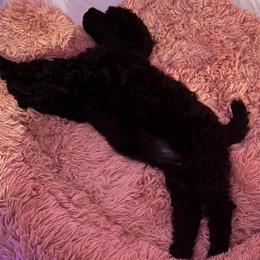 Valentine - Black female Poodle puppy in Hesperia, California from Whitesock Standard Poodles