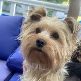 Elsa - Yorkshire Terrier