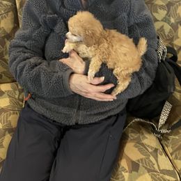 Goldendoodle and Poodle Puppies from South Sound Doodles