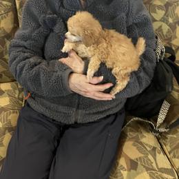 Goldendoodle and Poodle Puppies from South Sound Doodles