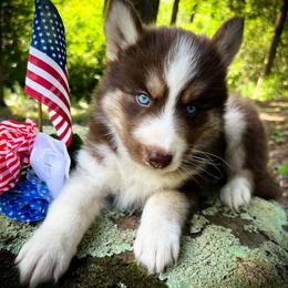 Leo - Red and white male Siberian Husky puppy in Union Grove, Alabama from Southern Siberian Life