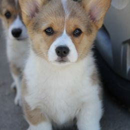 American Corgi, French Bulldog, and Pembroke Welsh Corgi Puppies from Moonstone Corgis & Frenchies