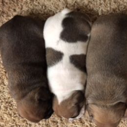 French Bulldog Puppies from PNW French Bulldogs