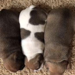 French Bulldog Puppies from PNW French Bulldogs