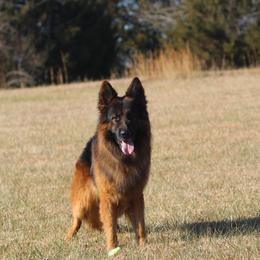 German Shepherd All Grown Up from Haus Wesmiller
