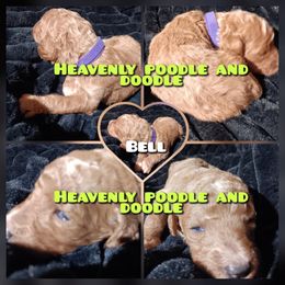 Bell - Red  female Poodle puppy in Lancaster, California from Heavenly poodle and doodle