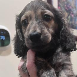 Boy 2 - Brindle male Dachshund puppy in Gouverneur, New York from Dack Dachshunds