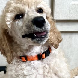 Orange collar - Apricot Poodle puppy in Melbourne, Florida from A&J Poodles