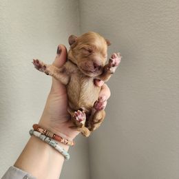Cavalier King Charles Spaniel and Cavapoo Puppies from Heart Mountain Cavaliers