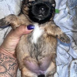 Casey - Red female Shih Tzu puppy in Sacramento, California from NANA’S  QUALITY SHIH TZU'S