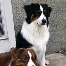 Australian Shepherds from Teyrnon Aussies