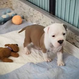 Rocky - Blue fawn male American Staffordshire Terrier puppy in Cosby, Tennessee from Edelhaus Kennel