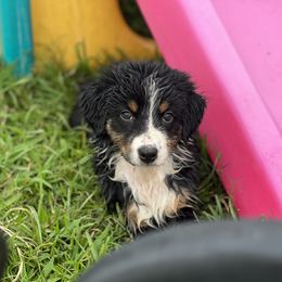 Flare - Black Australian Shepherd puppy in Mc Alisterville, Pennsylvania from Colibri Acres And Farm