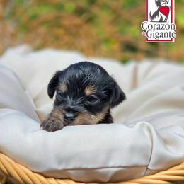Lucky - Black and tan male Yorkshire Terrier puppy in California from Corazon de gigante