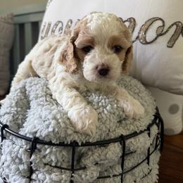 Dax - Buff and white male Cockapoo puppy in Paradise, Texas from 4W’s F2 Cockapoos