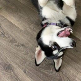 Siberian Husky Puppies from Ortega's Siberian Huskies
